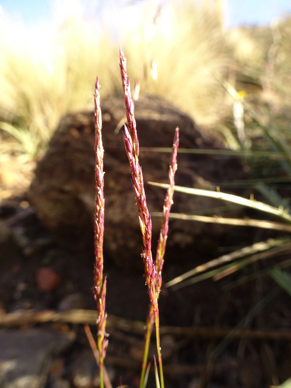 Agrostis tolucensis flower