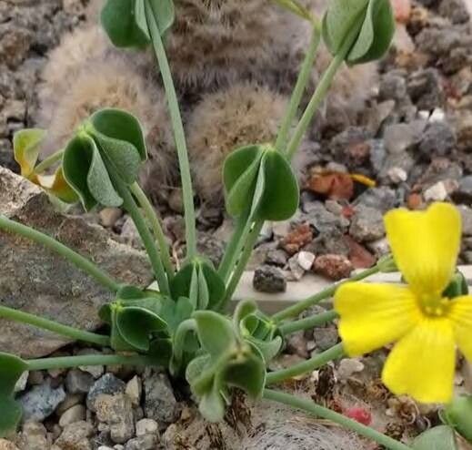 Oxalis magellanica — houseplant care guide