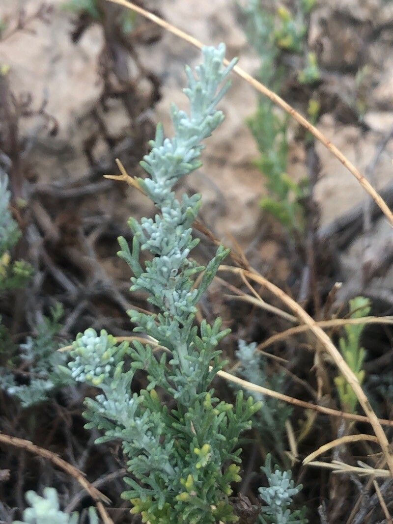 Artemisia caerulescens — search result for 'Artemisia'