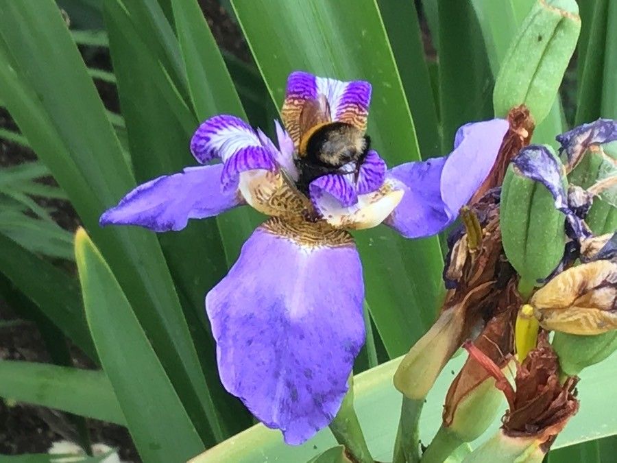 Neomarica caerulea flower