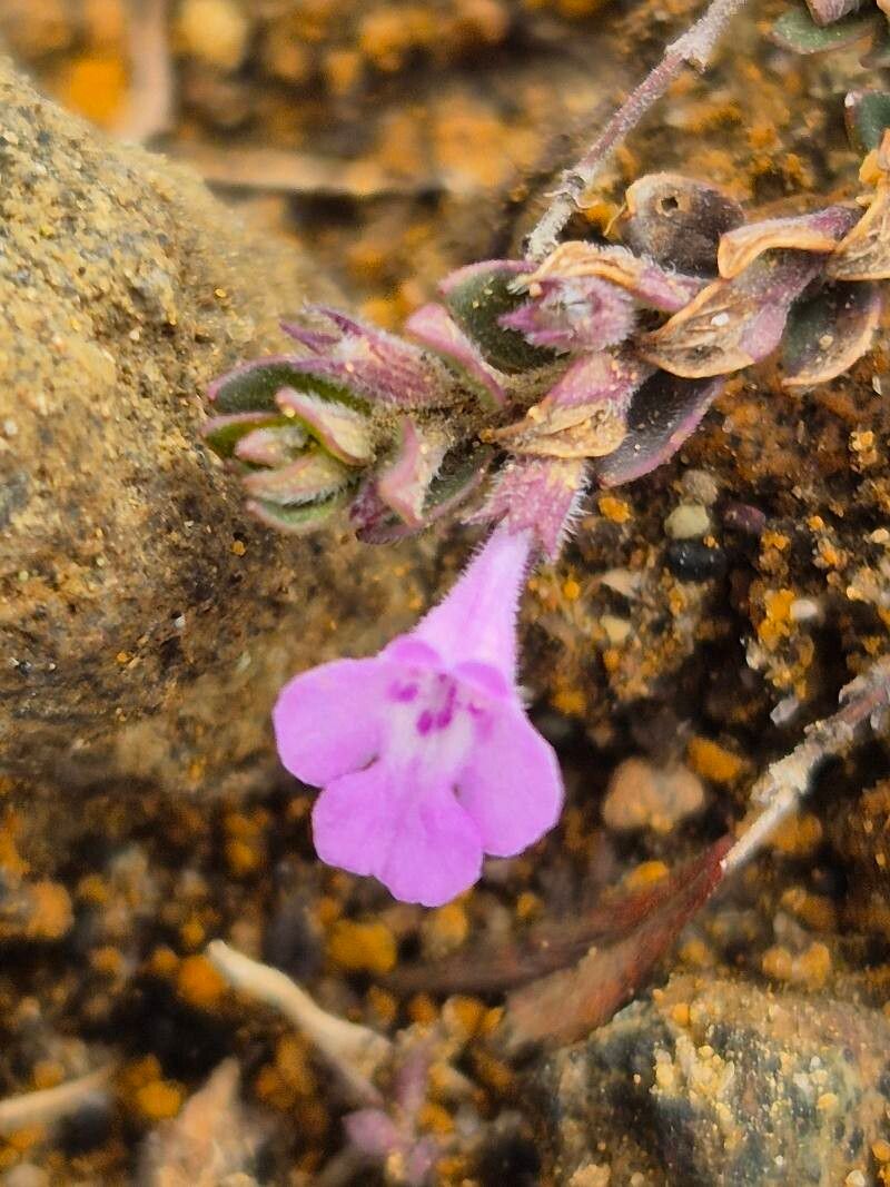 Clinopodium simense — search result for 'Clinopodium'
