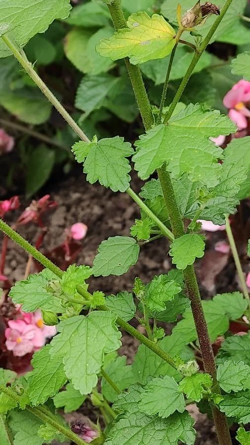 Anisodontea scabrosa leaf