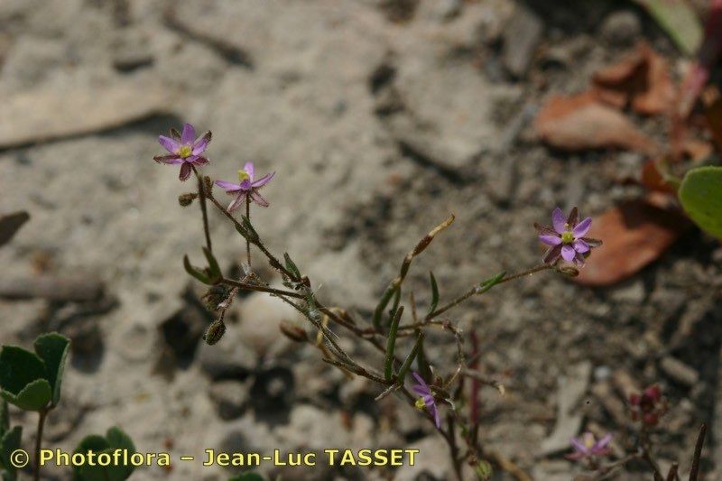 Spergula diandra flower