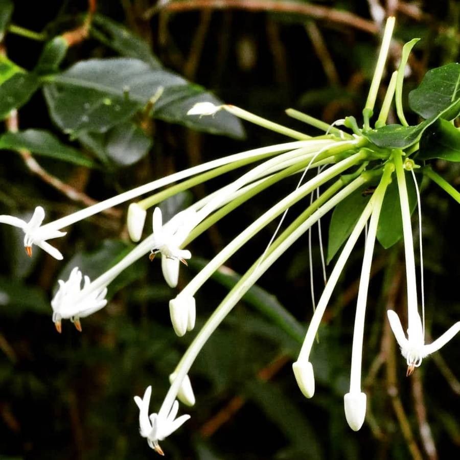 Posoqueria latifolia flower