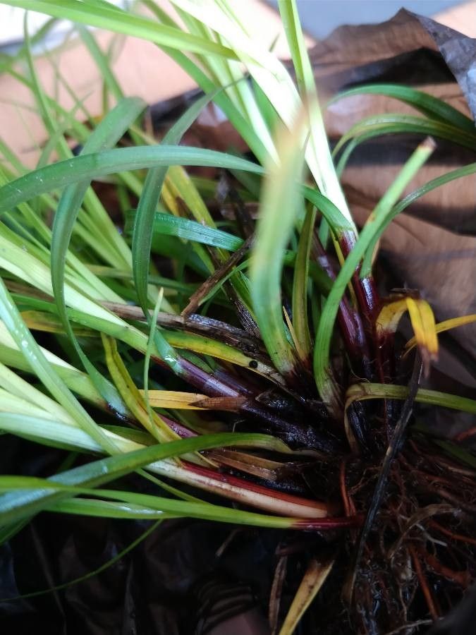 Carex depauperata — search result for 'United Kingdom'