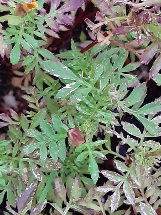Tagetes patula