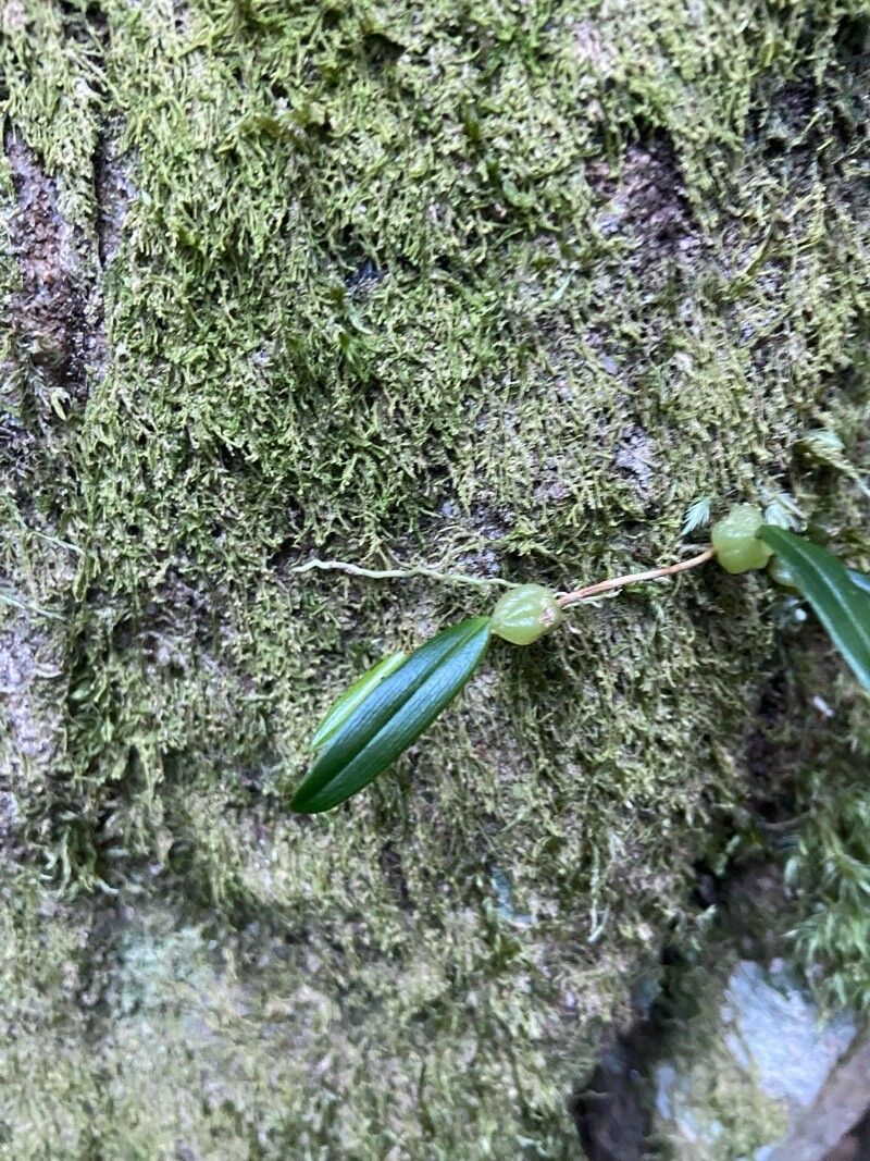 Bulbophyllum exiguum — houseplant care guide