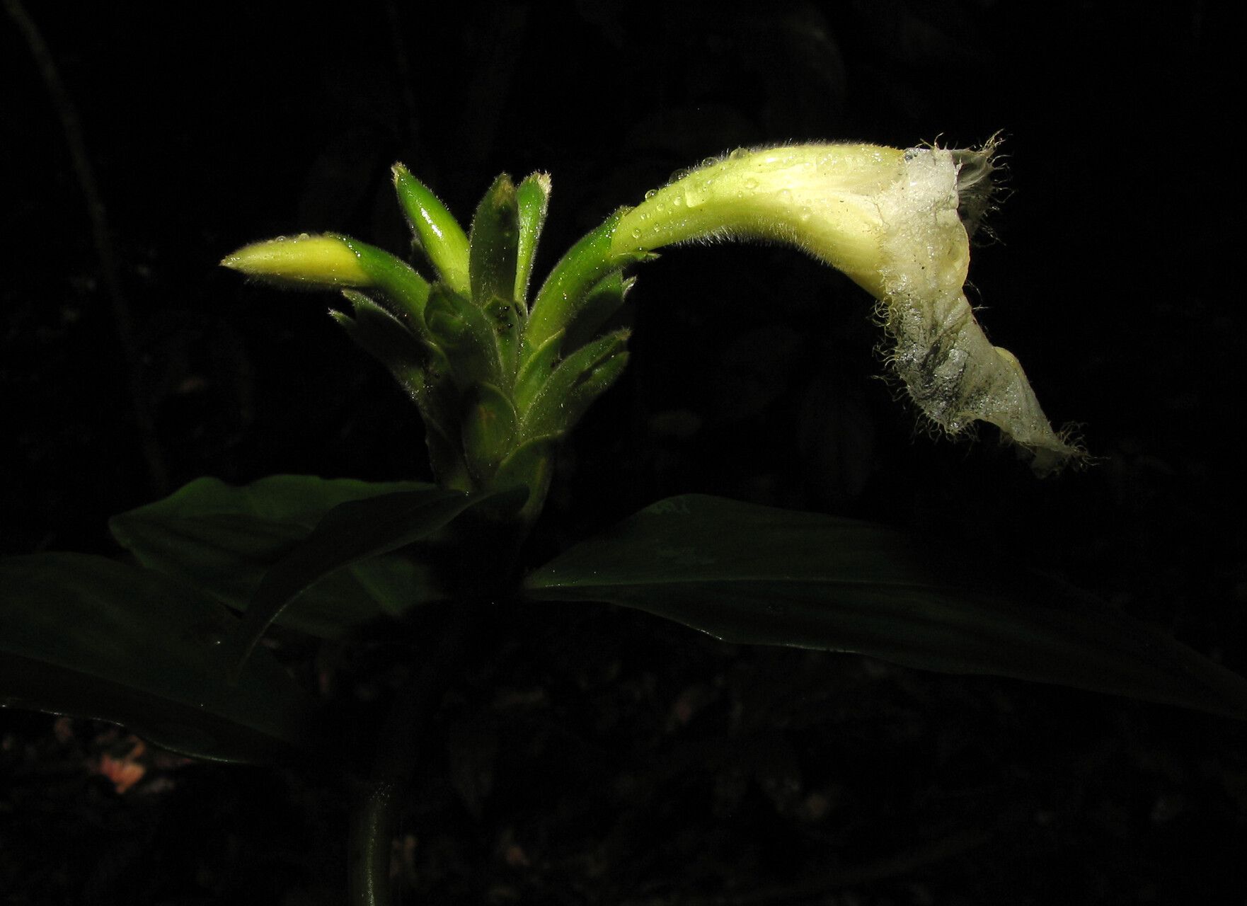 Chamaecostus congestiflorus flower