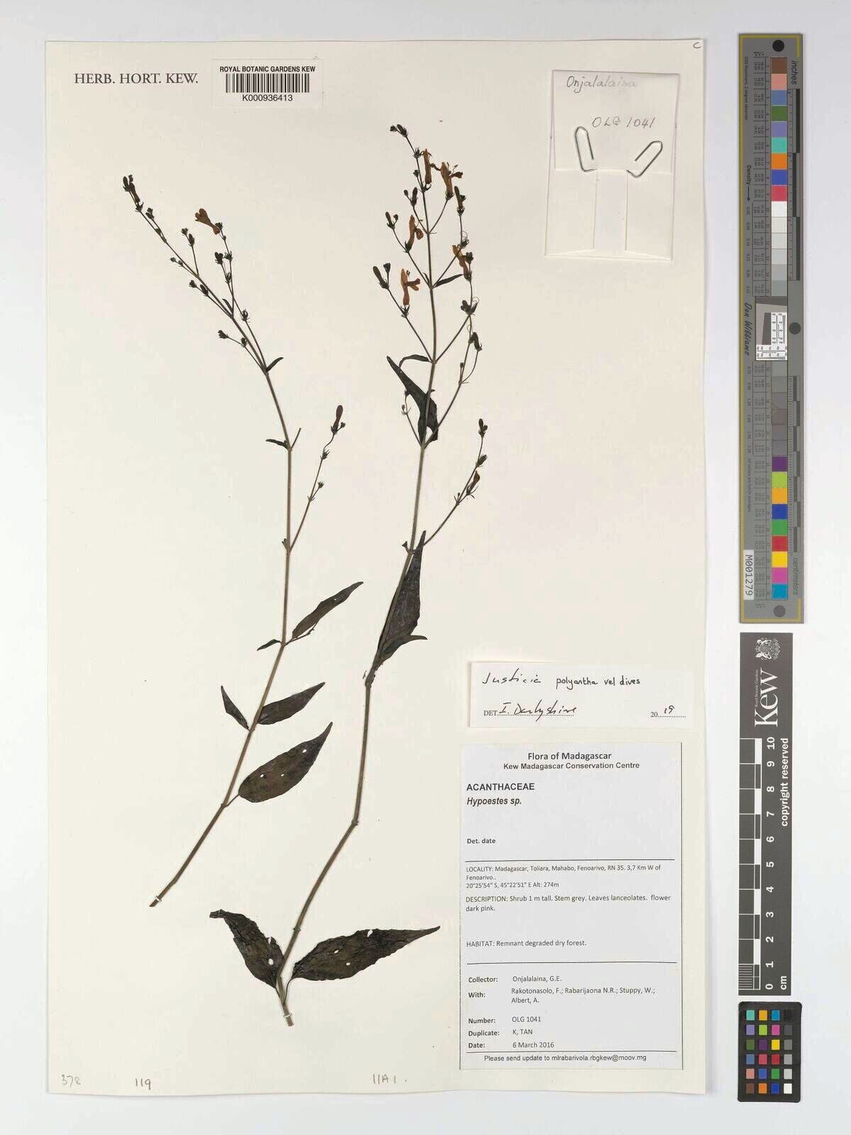 Justicia polyantha — houseplant care guide