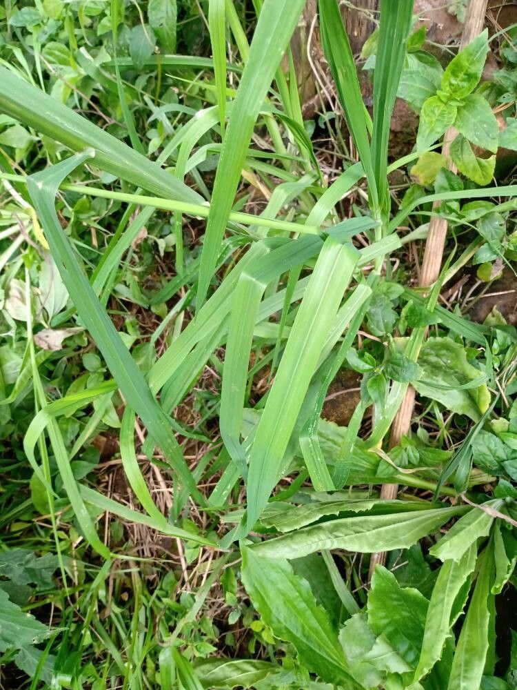 Bromus auleticus — related species from the same genus