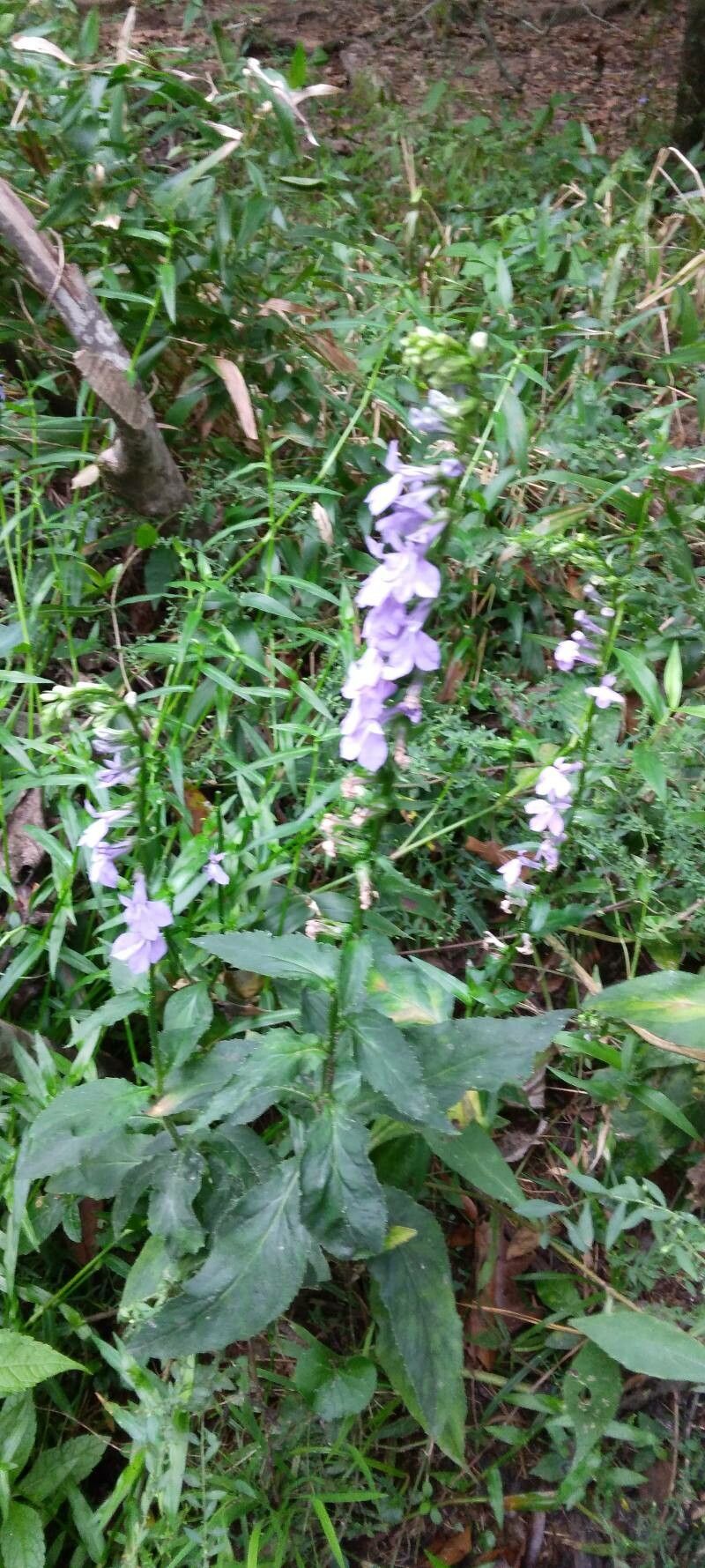 Lobelia puberula habit