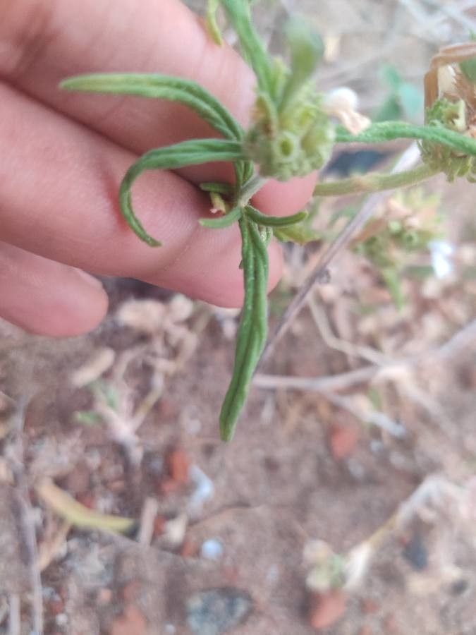 Leucas cephalotes — search result for 'Beta'