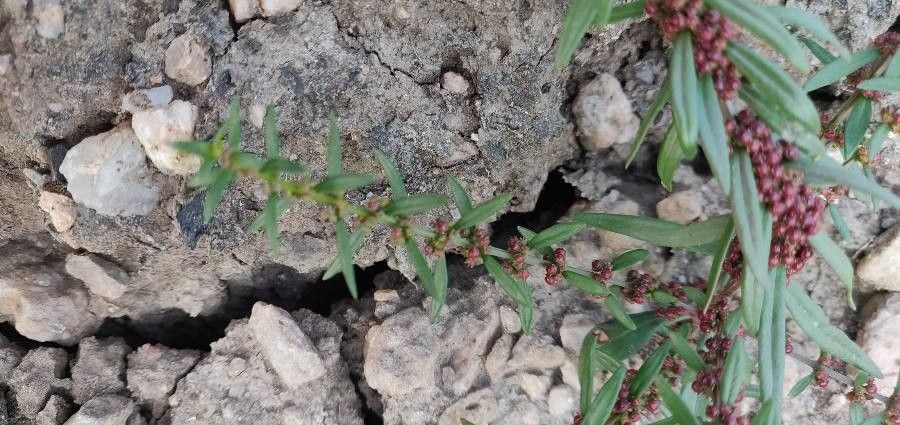 Ammannia latifolia leaf