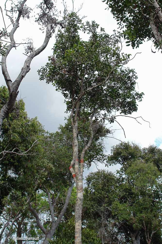 Xylosma grossecrenatum habit
