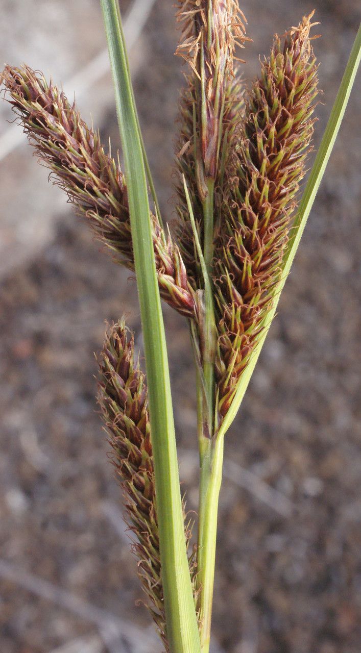 Carex borbonica — houseplant care guide