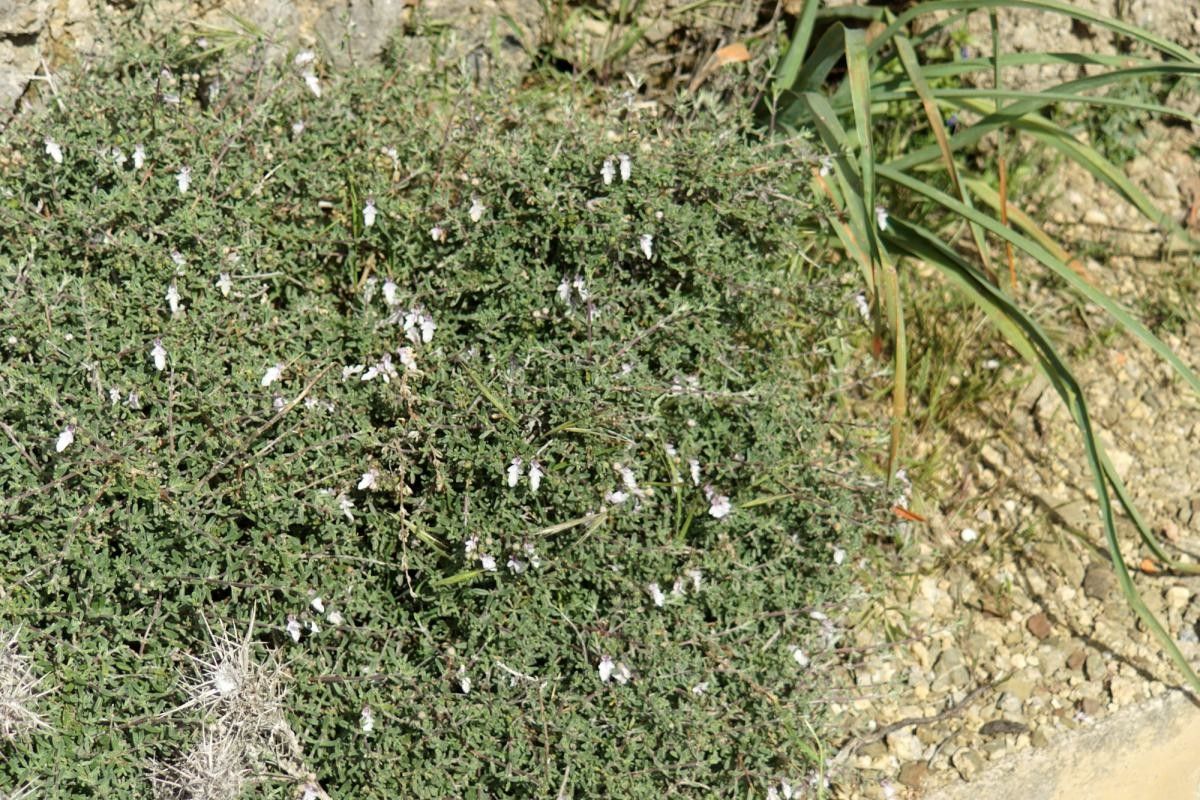 Teucrium brevifolium habit