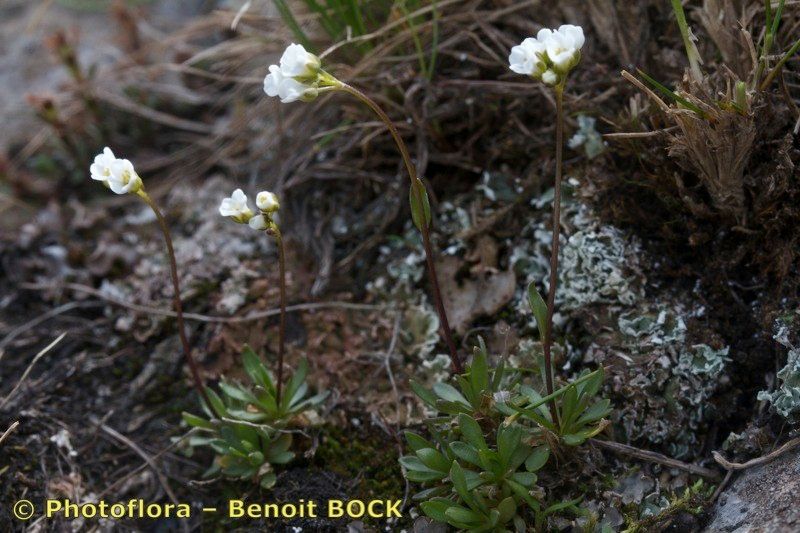 Draba fladnizensis habit