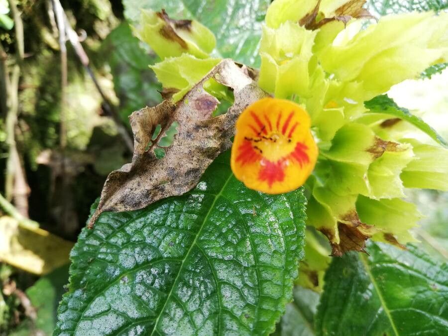 Chrysothemis friedrichsthaliana flower
