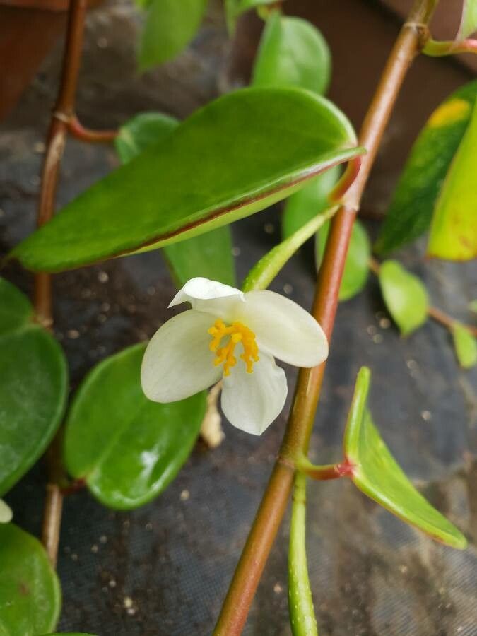 Begonia molleri flower