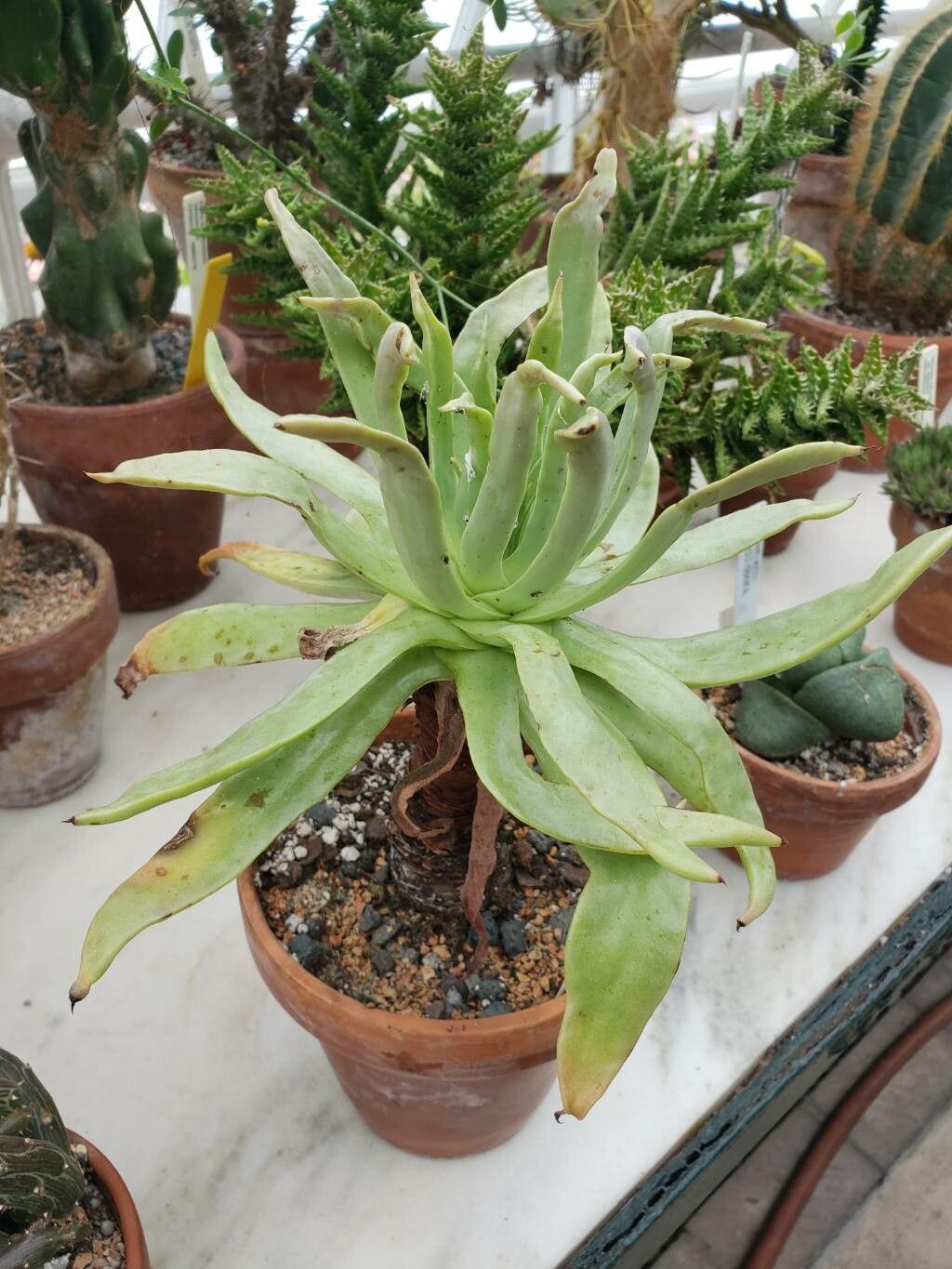 Dudleya cultrata habit