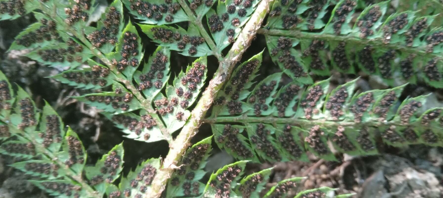 Polystichum aculeatum fruit