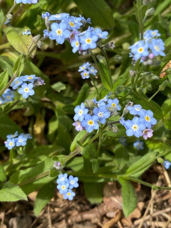 Myosotis sicula — houseplant care guide