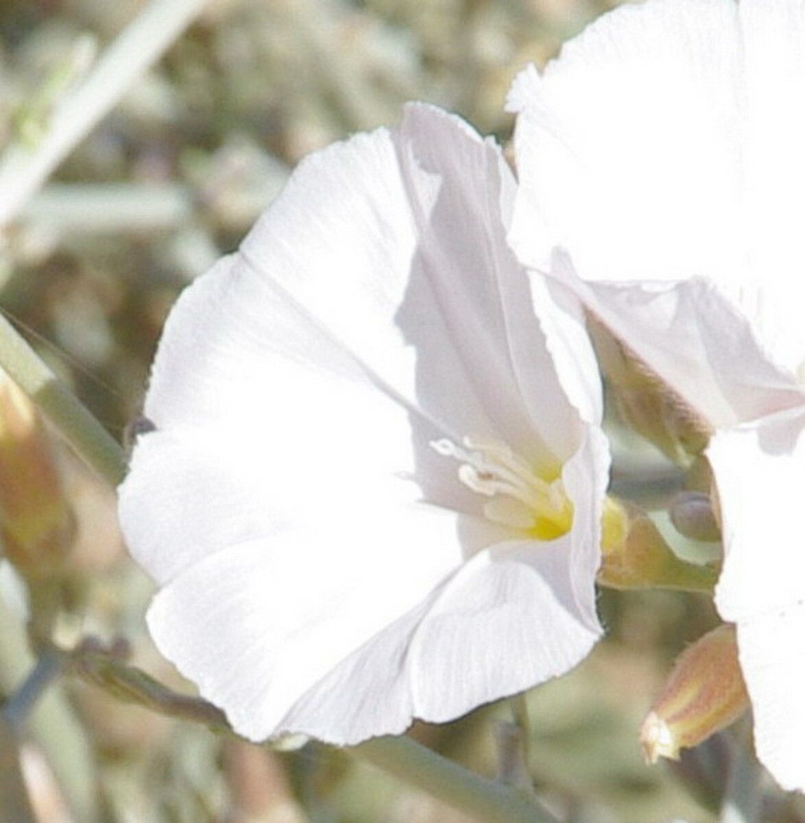 Convolvulus trabutianus flower