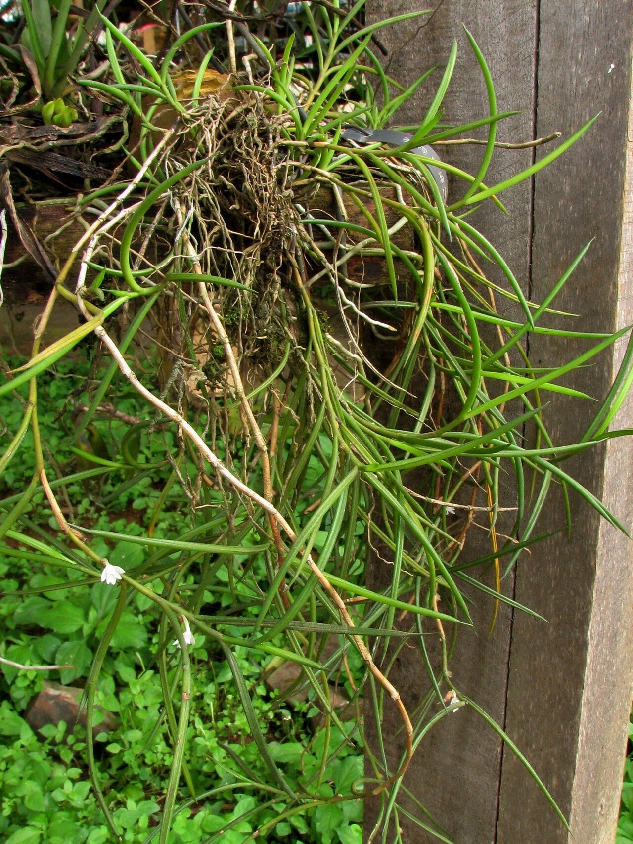 Angraecum subulatum habit