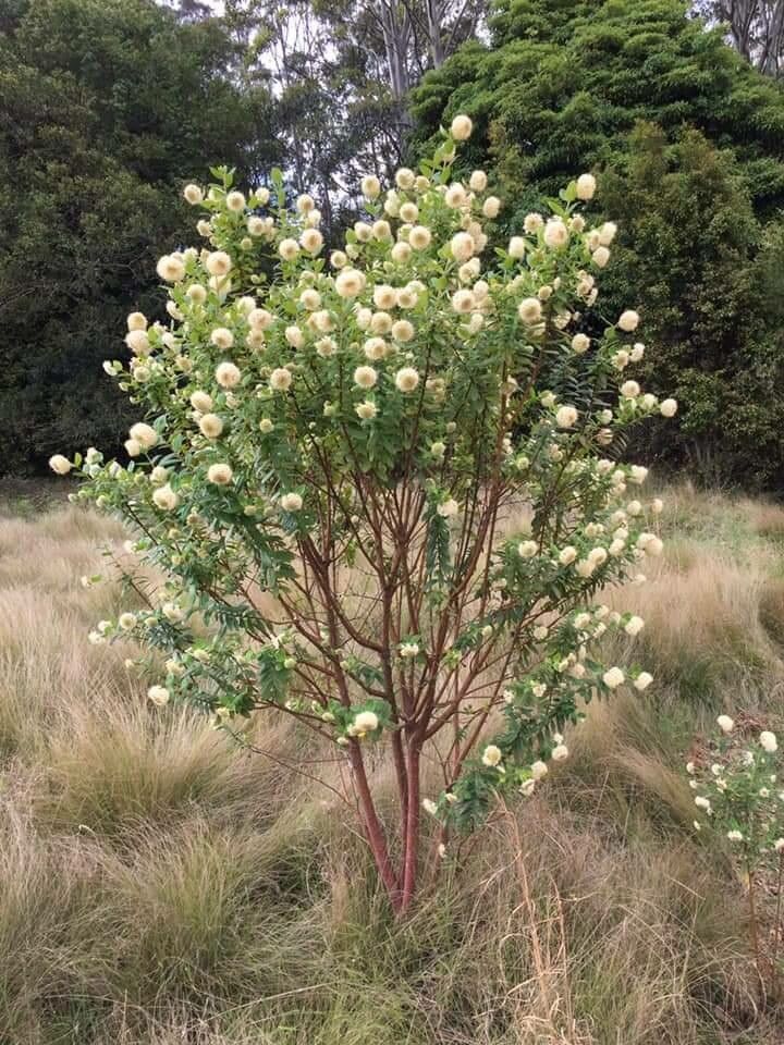 Pimelea ligustrina habit