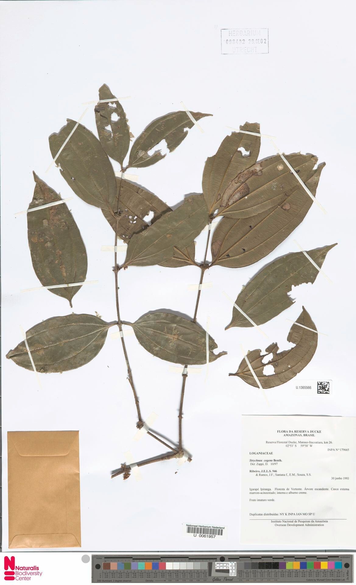 Strychnos cogens — houseplant care guide