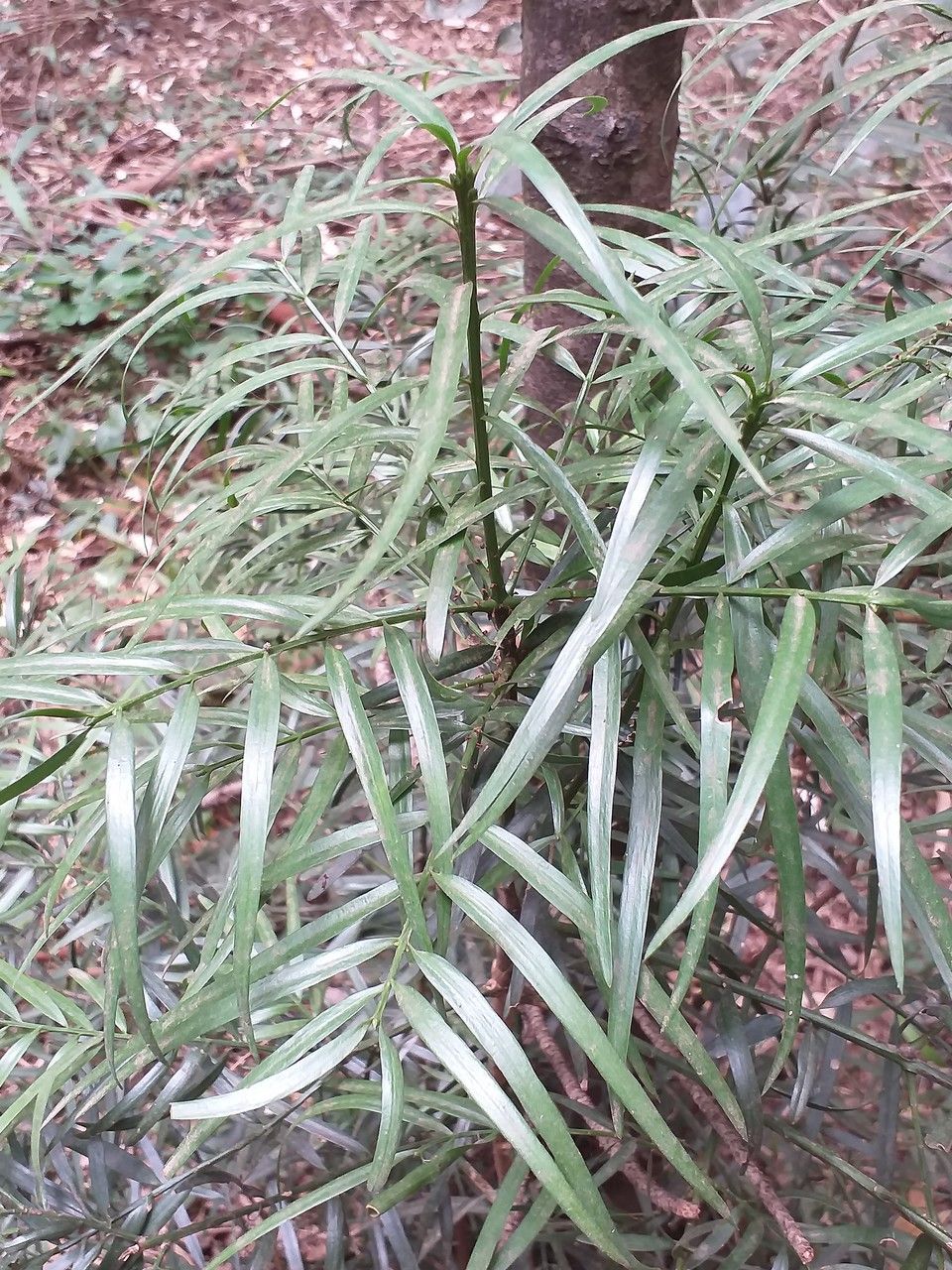 Afrocarpus falcatus leaf
