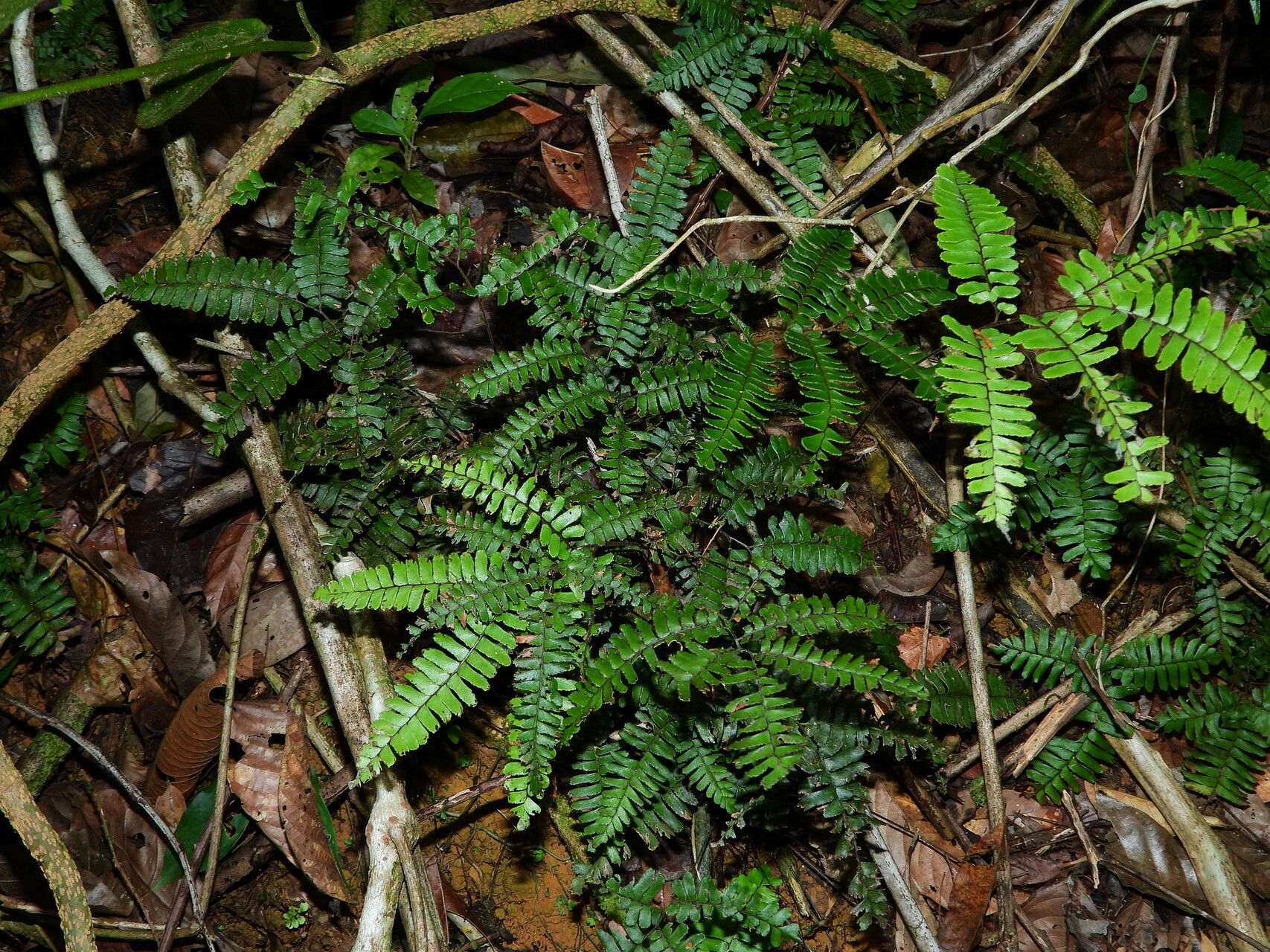 Adiantum terminatum habit
