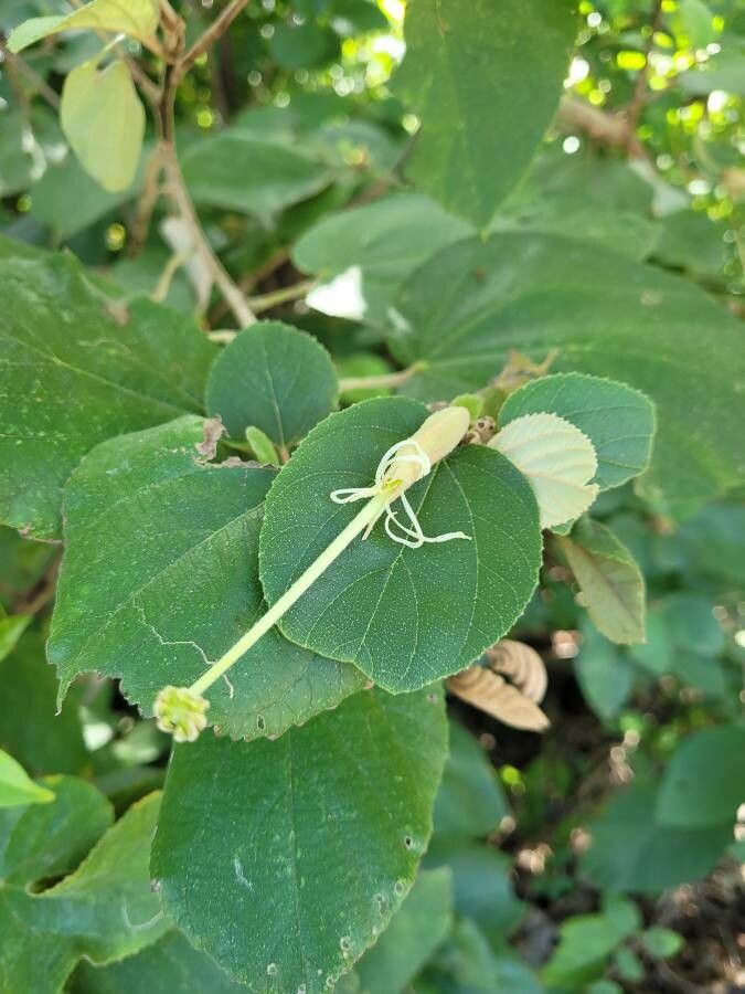 Helicteres isora flower