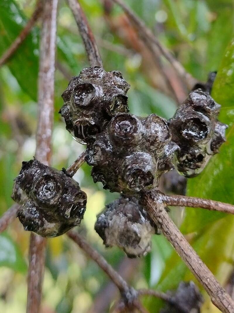 Syncarpia glomulifera fruit