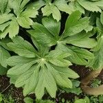 Podophyllum peltatum