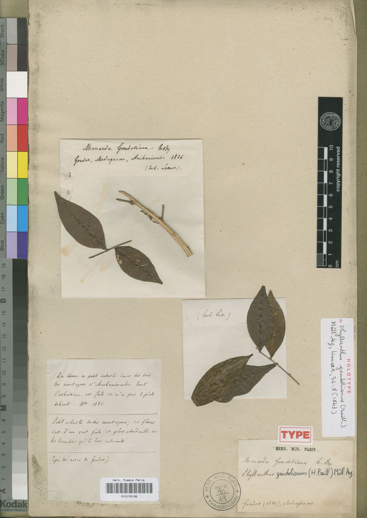 Phyllanthus goudotianus — houseplant care guide