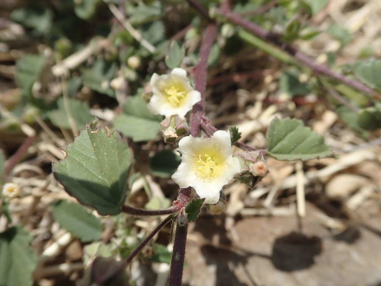 Sida schimperiana habit