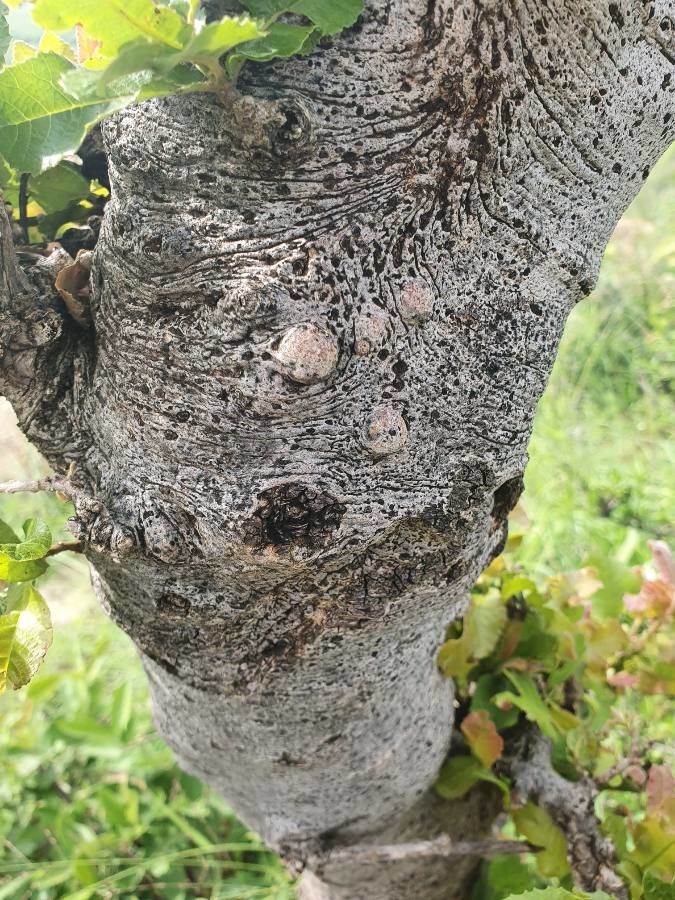 Pappea capensis bark