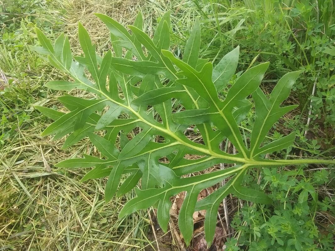 Verbesina gigantea leaf
