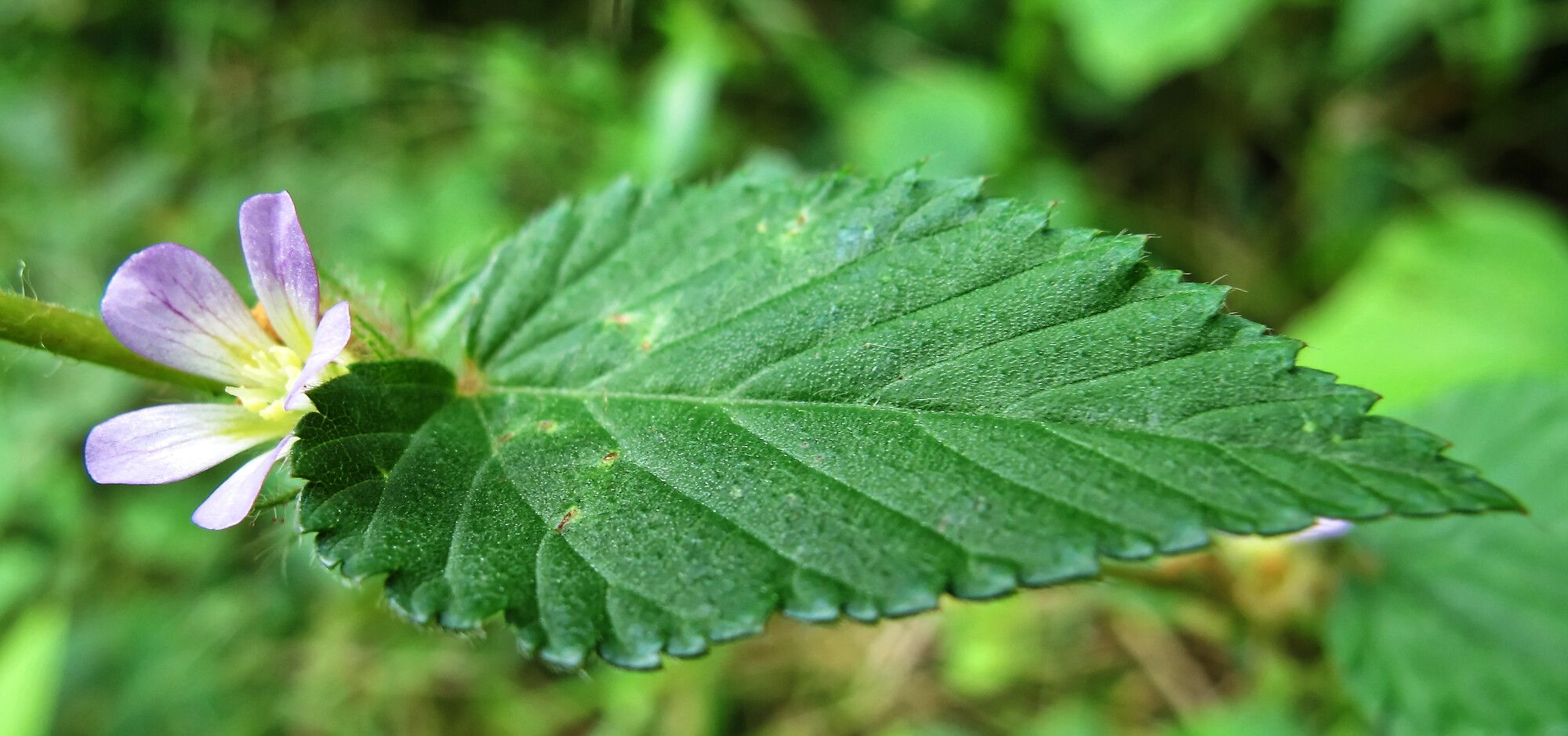 Melochia melissifolia — houseplant care guide