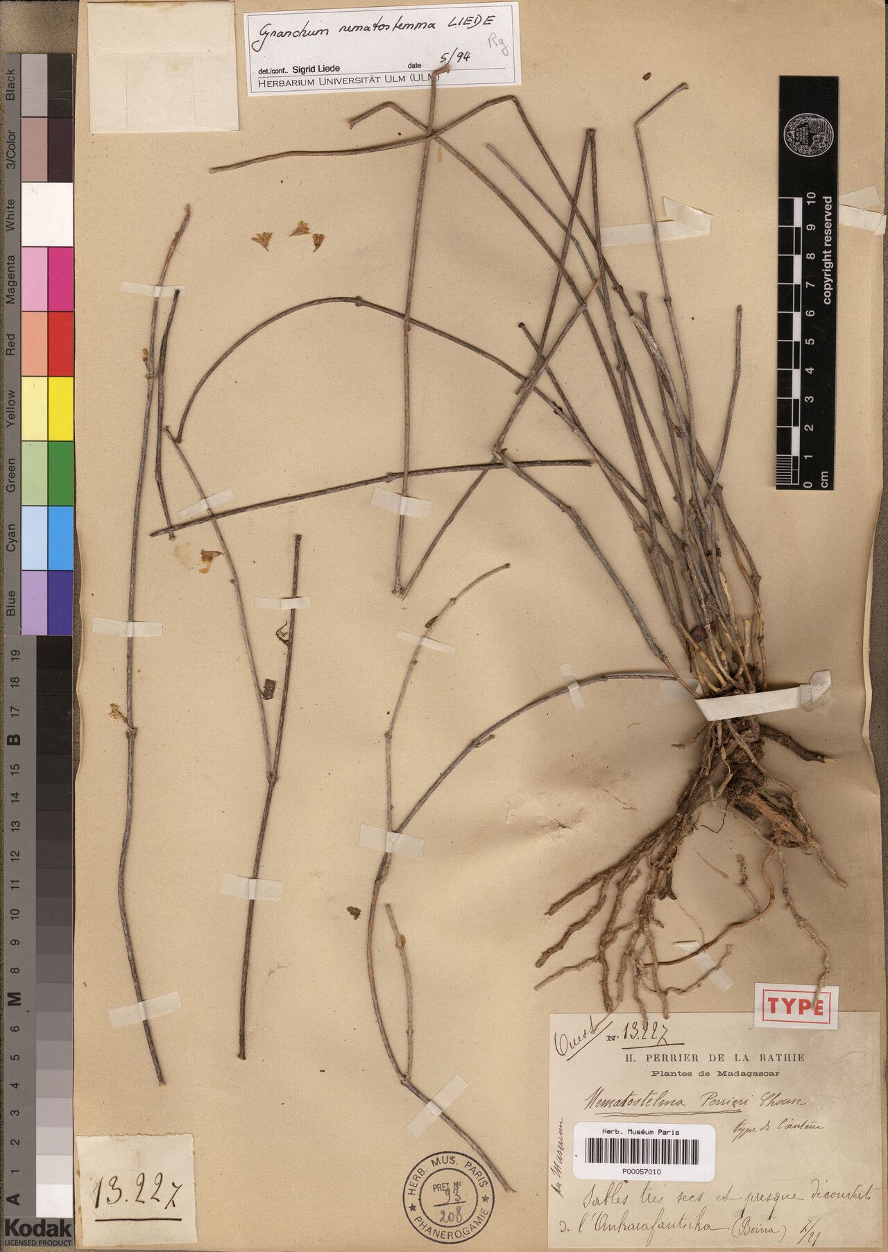 Cynanchum nematostemma — houseplant care guide