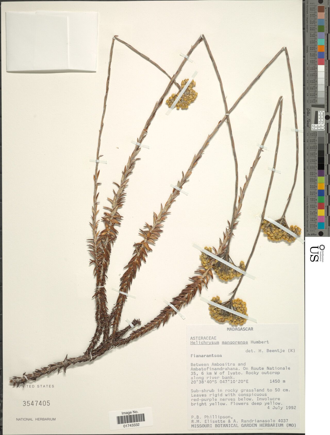 Helichrysum mangorense — houseplant care guide