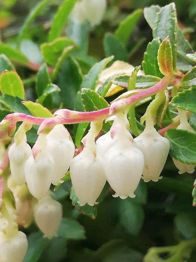 Gaultheria pyroloides flower