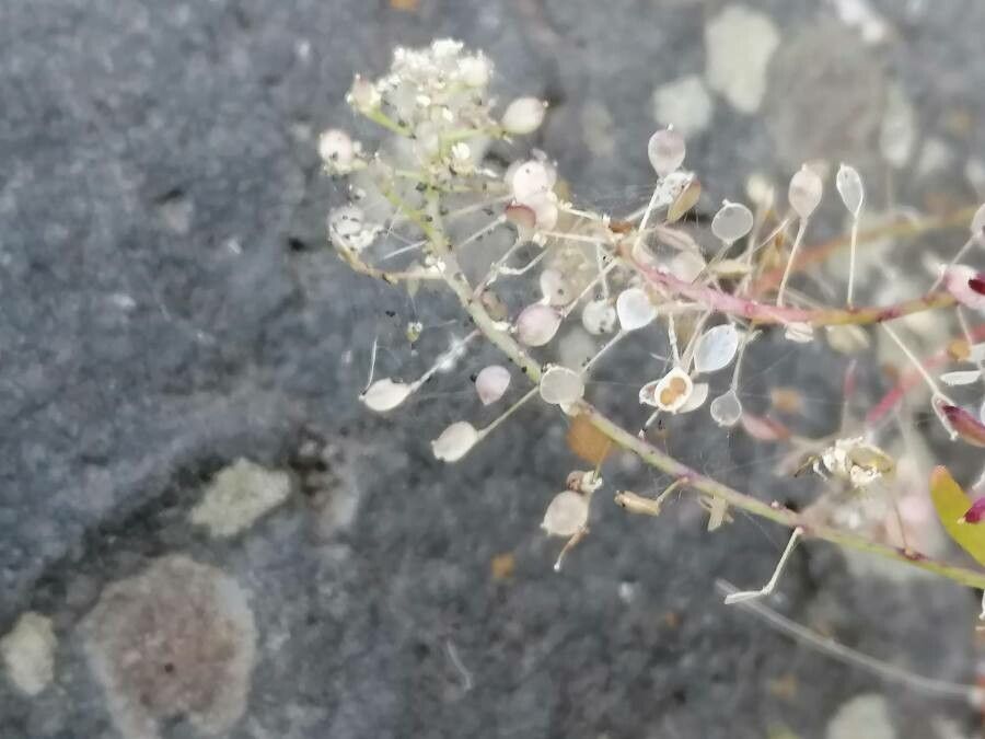 Lobularia canariensis fruit