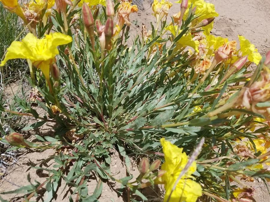 Calylophus hartwegii — search result for 'Onagraceae'