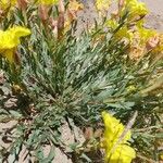 Calylophus hartwegii