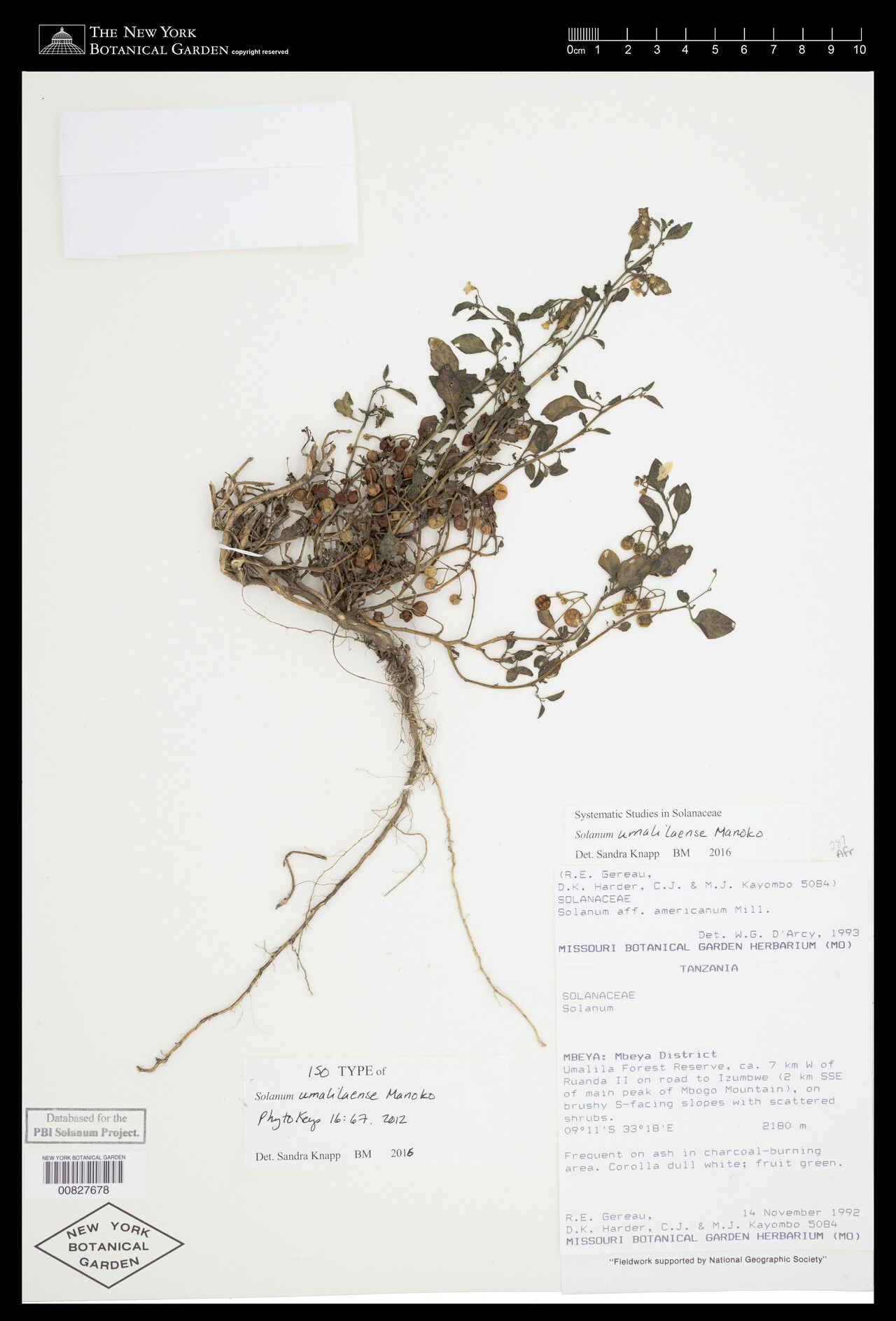 Solanum umalilaense — houseplant care guide