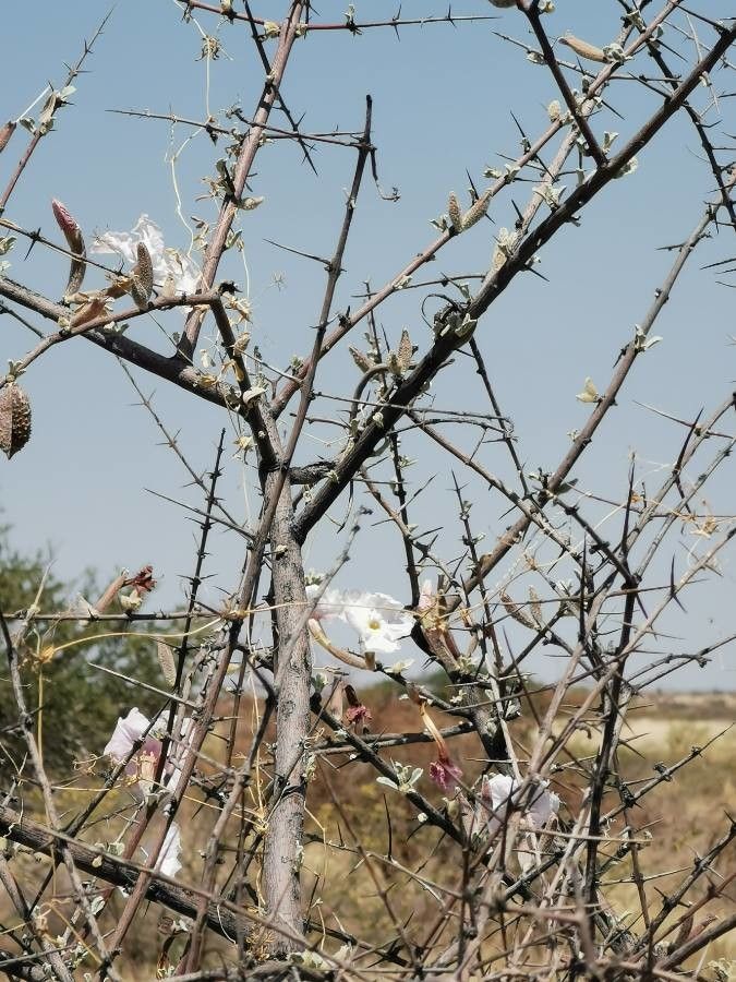 Catophractes alexandri habit