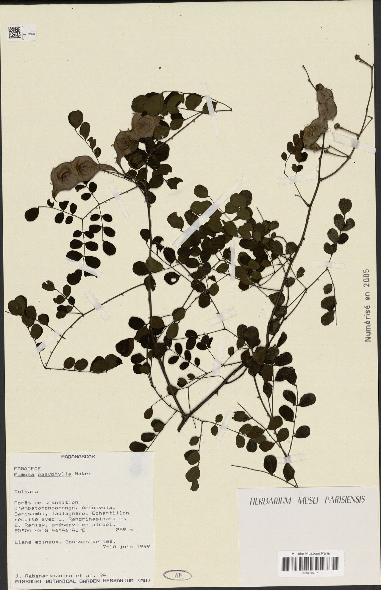 Mimosa kitrokala — search result for 'Mimosa'