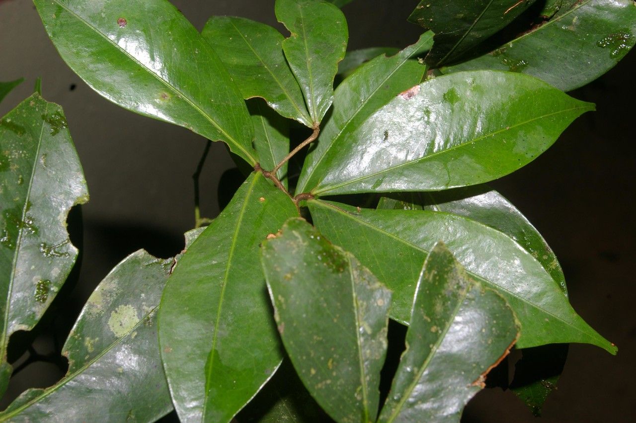 Zanthoxylum panamense other